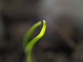 Seedling Leaf Sunlight