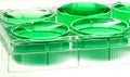 Micro-titer plate with green liquid