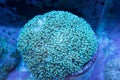 Micro Torch coral Royalty Free Stock Photo