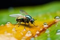 Micro universe tiny fly on green leaf, adorned with waterdrops Royalty Free Stock Photo