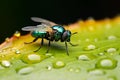 Micro universe tiny fly on green leaf, adorned with waterdrops Royalty Free Stock Photo