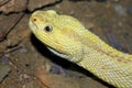 Head of northwest neotropical rattlesnake Royalty Free Stock Photo