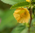 Micro view of a velvet leaf flower or yellow horned poppy