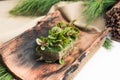 Micro-village. Sorrel on a natural substrate. Composition of micro greenery and fir branches Royalty Free Stock Photo