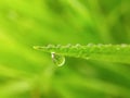 micro water drop holding to green blurred background