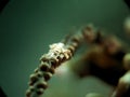 Micro white Shrim on soft coral Royalty Free Stock Photo