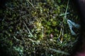 Moss and cladonie deep in the forest Royalty Free Stock Photo