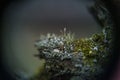 Moss and cladonie deep in the forest Royalty Free Stock Photo