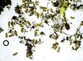 Microalgae under a microscope Royalty Free Stock Photo