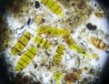 Microalgae under a microscope