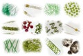 Microalgae under microscopic view, green algae, cyanobacteria, phytoplankton, diatom, algae mix collage background