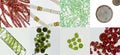 Microalgae under microscopic view, green algae, cyanobacteria, phytoplankton, diatom, algae mix collage background Royalty Free Stock Photo