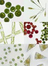 Microalgae under microscopic view, green algae, cyanobacteria, phytoplankton, diatom, algae mix collage background Royalty Free Stock Photo