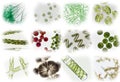 Microalgae under microscopic view, green algae, cyanobacteria, phytoplankton, diatom, algae mix collage background Royalty Free Stock Photo