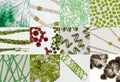 Microalgae under microscopic view, green algae, cyanobacteria, phytoplankton, algae mix background