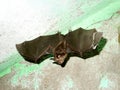 microbats Royalty Free Stock Photo