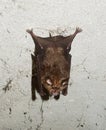 Microbats Royalty Free Stock Photo