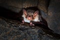 The greater mouse - eared bat - Myotis myotis - is a European species of bat in the family Vespertilionidae Royalty Free Stock Photo