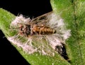 Microbial Control of Insects