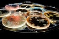 microbial culture on agar plate growing into unique and diverse colony