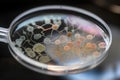 microbial culture growing in petri dish, with magnifying glass for viewing