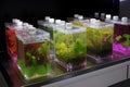 microbial cultures growing in 3d tissue culture system
