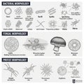 Microbial morphologies. Bacterial Morphology: Includes cocci (spherica Royalty Free Stock Photo