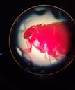Microbiologia  pulga microscopio Camarahumeda Royalty Free Stock Photo