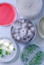 Microbiological culture in a petri dish for pharmaceutical bioscience research. Concept of science, laboratory and study of