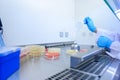 Microbiological inoculation loop being sterilized in flame of alcohol bunsen burner in biological safety cabinet