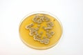 Microbiological plate Royalty Free Stock Photo