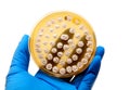 Microbiological plate Royalty Free Stock Photo