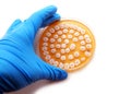 Microbiological plate with fungi Royalty Free Stock Photo