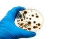 Microbiological plate with fungi