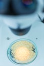 Microbiological Testing for Food Royalty Free Stock Photo