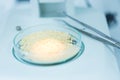 Microbiological Testing for Food Royalty Free Stock Photo