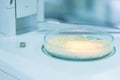 Microbiological Testing for Food Quality Royalty Free Stock Photo