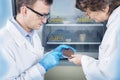 Microbiologist hand cultivating a petri dish whit inoculation loops, beside autoclave.