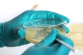 Microbiologist hand cultivating a petri dish whit inoculation loops on white background