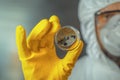 Microbiologist holding petri dish with Fungal mycotic cultures