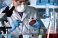 Microbiologist working with petri dish in the bacteriological la Royalty Free Stock Photo