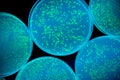 microbiology background - petri dishes with glowing bacteria