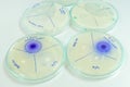 Microbiology laboratory test Royalty Free Stock Photo