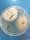 Microbiology Mycology mold Isolate from banana leave KMUTT Thailand