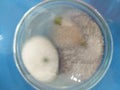 Microbiology Mycology mold Isolate from banana leave KMUTT Thailand