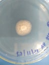 Microbiology Mycology mold Isolate from banana leave KMUTT Thailand