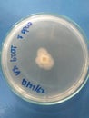 Microbiology Mycology mold Isolate from banana leave KMUTT Thailand