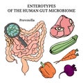 MICROBIOM ENTEROTYPES PREVOTELLA Medicine Vector Illustration