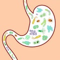 Microbiome Royalty Free Stock Photo