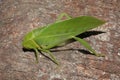 Microcentrum Phaneropterinae green bush cricket close up Royalty Free Stock Photo